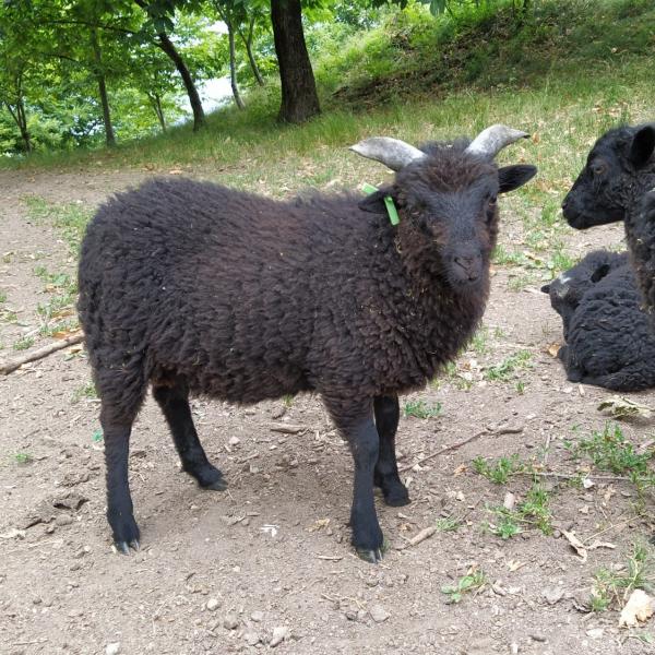 Reinrassige Ouessantschafe